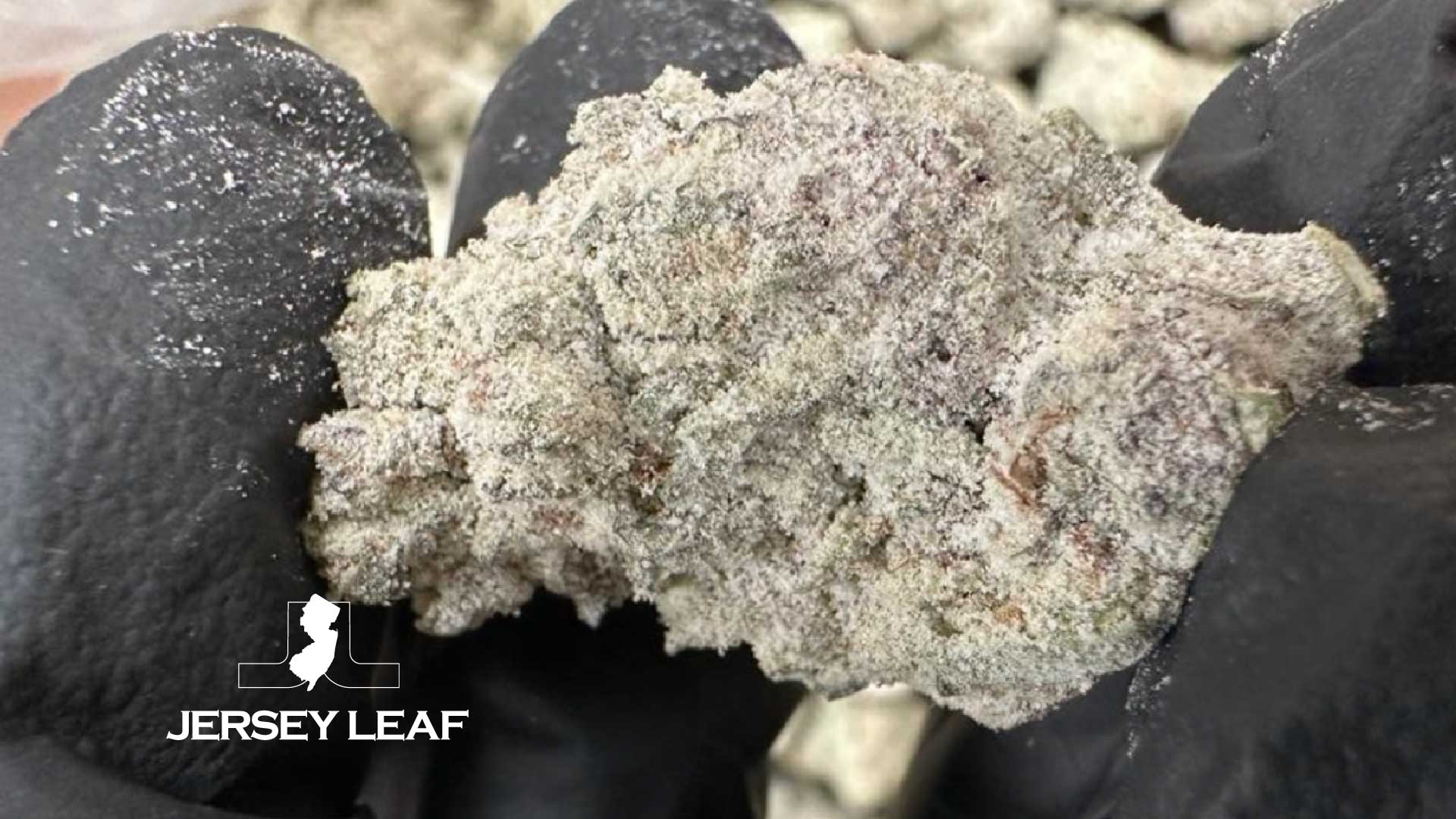 Jersey-Leaf-Blog-Q1-2025_January_Blog-1